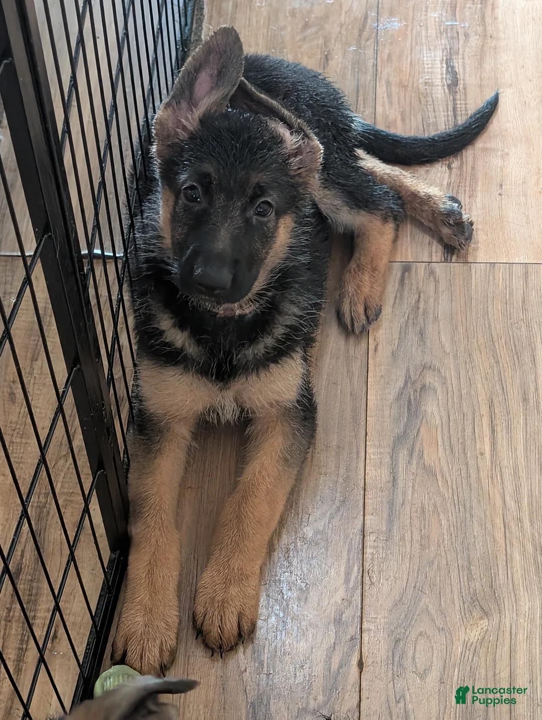 German Shepherd dogs for sale: Elsa - Ad 2