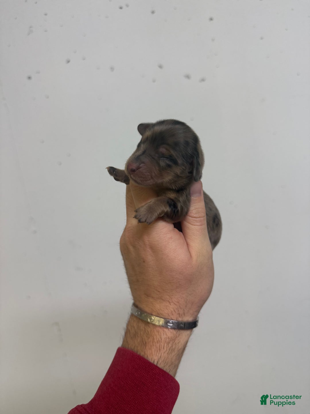 Miniature Dachshund dogs for sale: Carla  - Ad 2