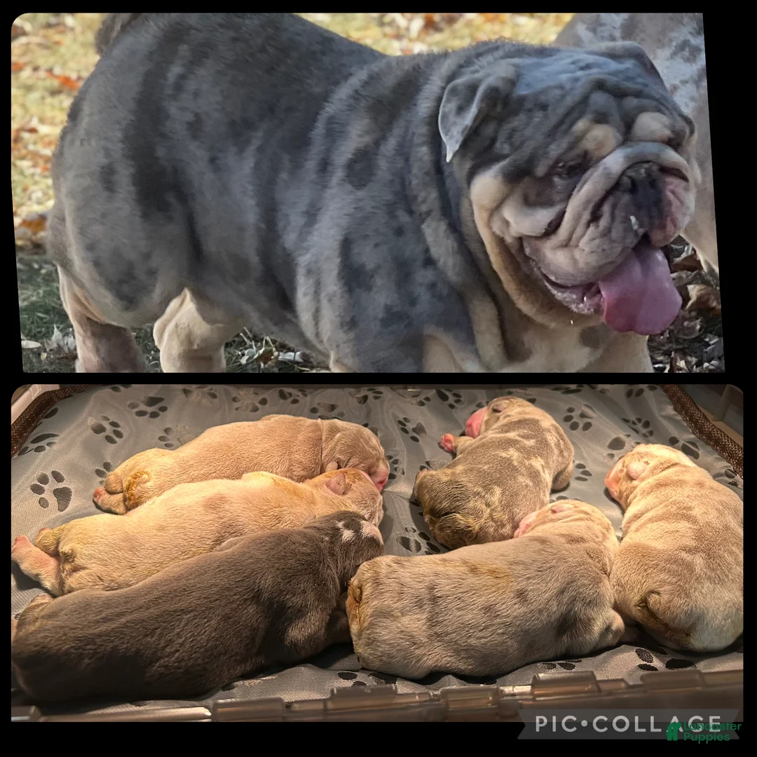 English Bulldog dogs for stud: Dart  - Ad 4