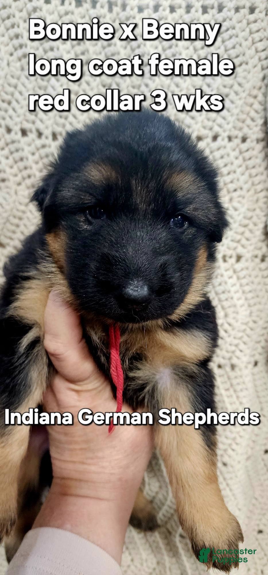 German Shepherd dogs German Shepherd Puppy red collar - Ad 32