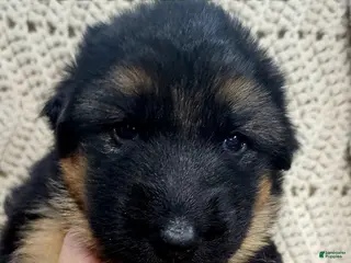 German Shepherd dogs German Shepherd Puppy red collar - Ad 32