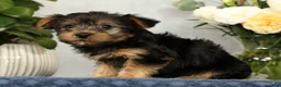 Yorkshire Terrier dogs for sale: Nellie - Ad 8