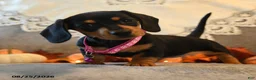 Dachshund dogs for sale: Penny - Ad 3