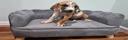Great Dane dogs for sale: Brindlequin (Rare Coat) - Ad 7