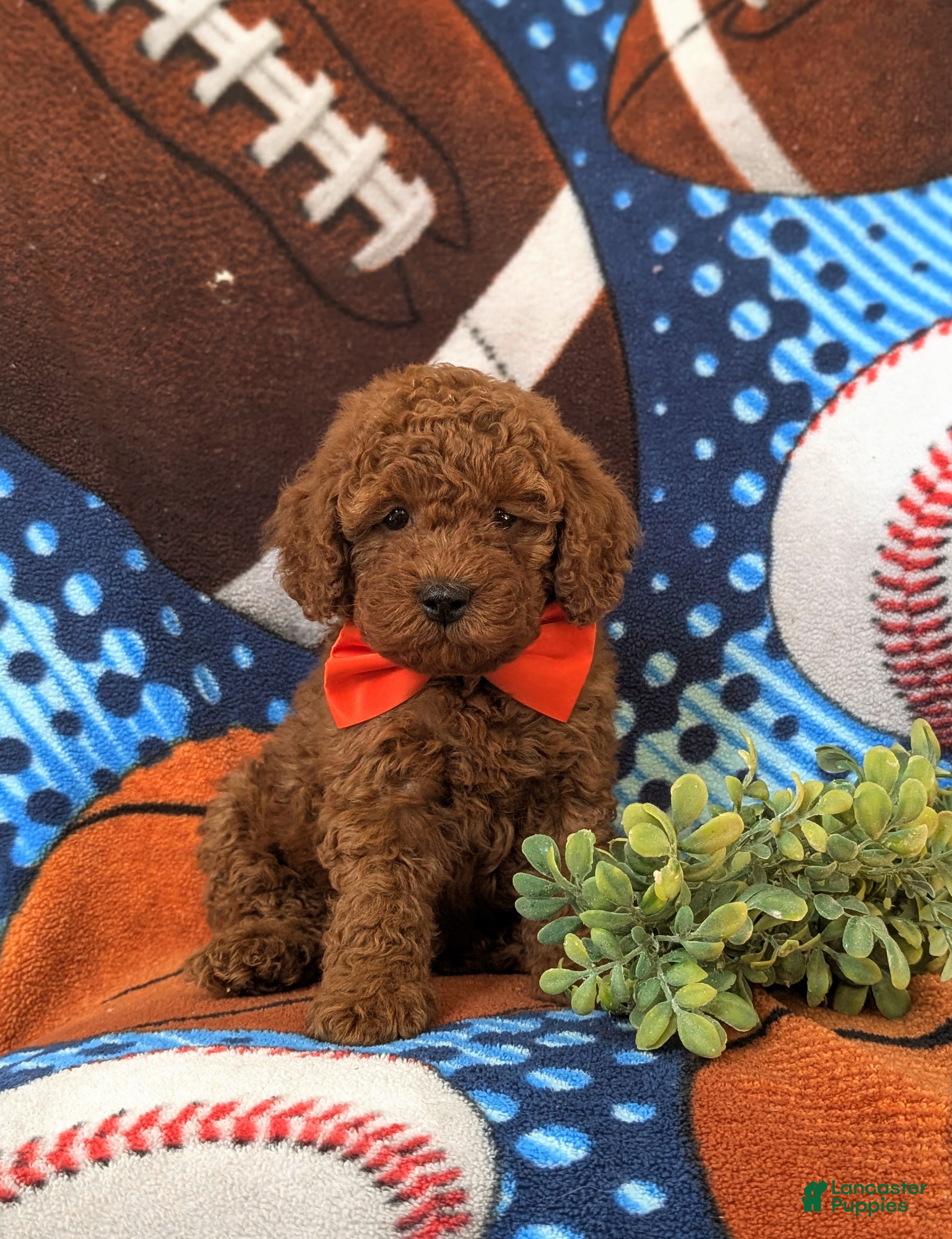 Miniature Poodle dogs Dallas 10 lbs Full Grown - Ad 2