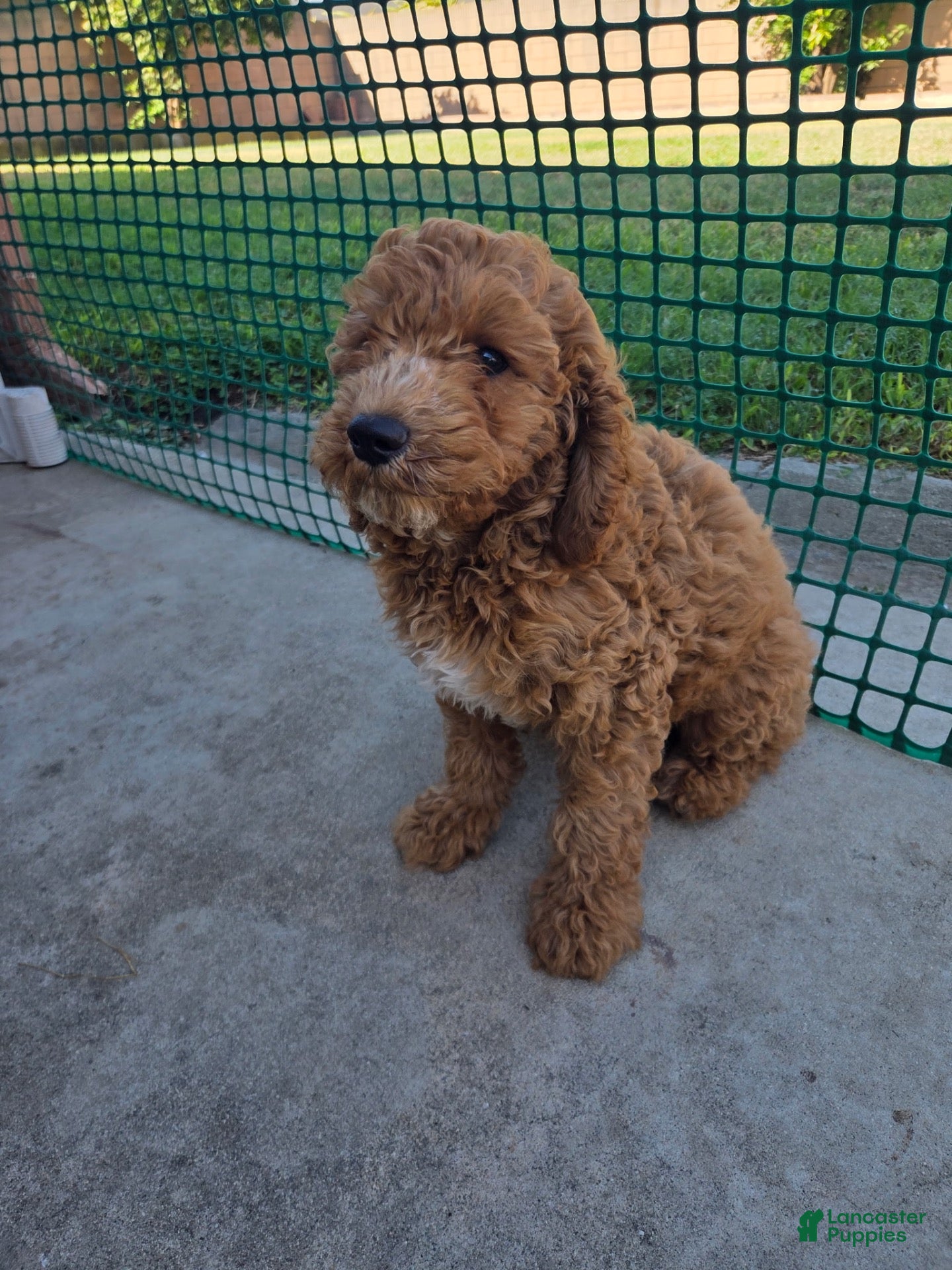 Toy Poodle dogs Toy Poodle 1 - Ad 6
