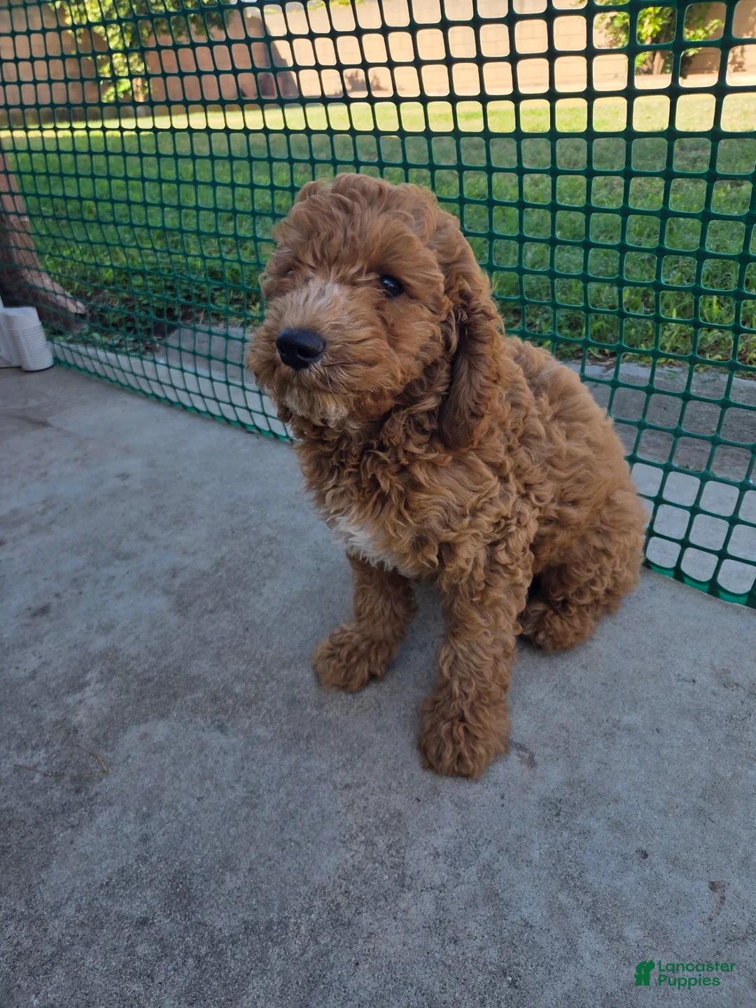 Toy Poodle dogs for sale: Toy Poodle 1 - Ad 1