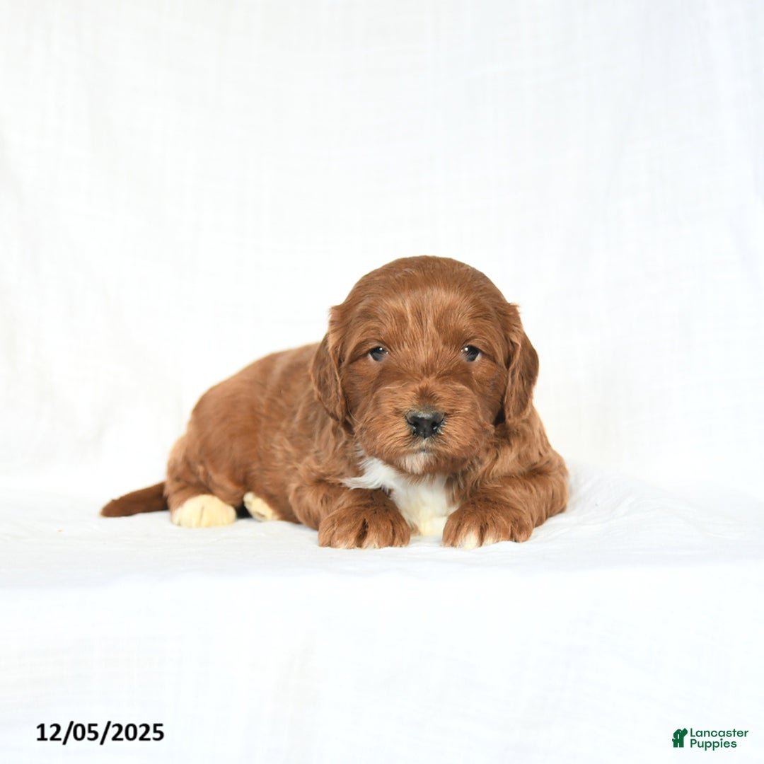 Mini Goldendoodle dogs for sale: Lucky - Ad 1
