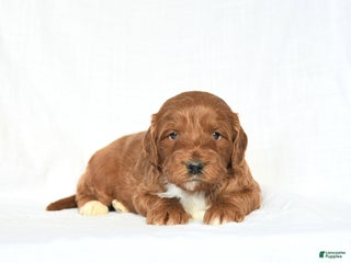 Mini Goldendoodle dogs Lucky - Ad 42
