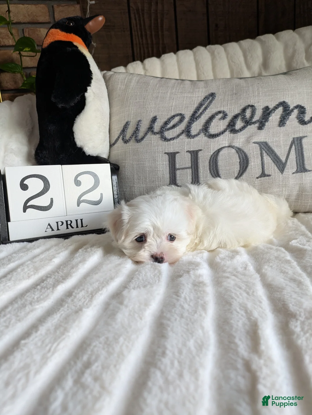 Maltese dogs for sale: Kansas  - Ad 2