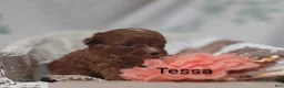 Cavapoo dogs for sale: Cavapoo 4 Tessa - Ad 5