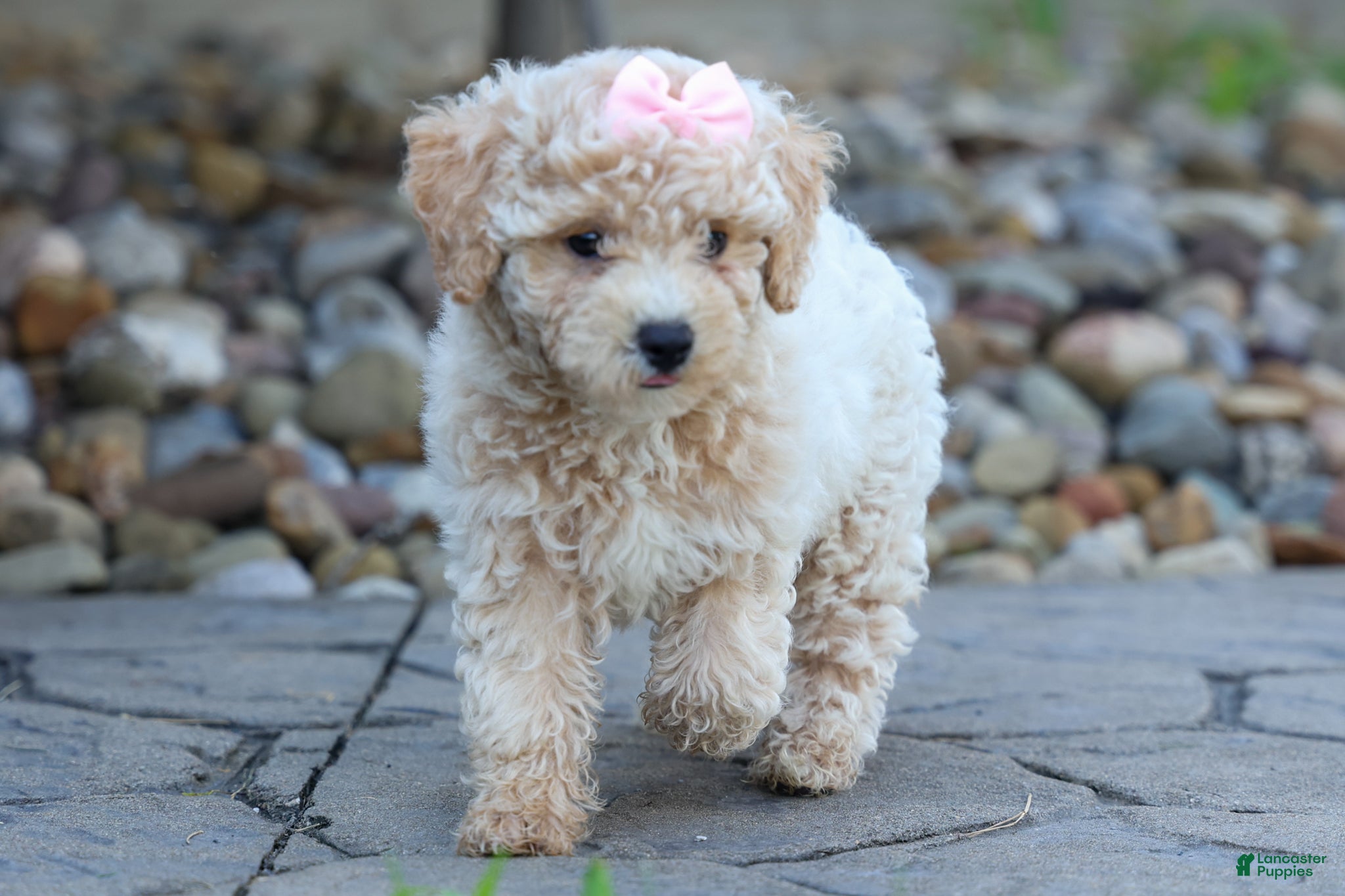 Bichpoo dogs 🐾 Olive 🐾 - Ad 1