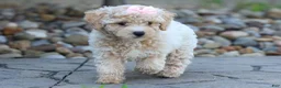 Bichpoo dogs for sale: 🐾 Olive 🐾 - Ad 1