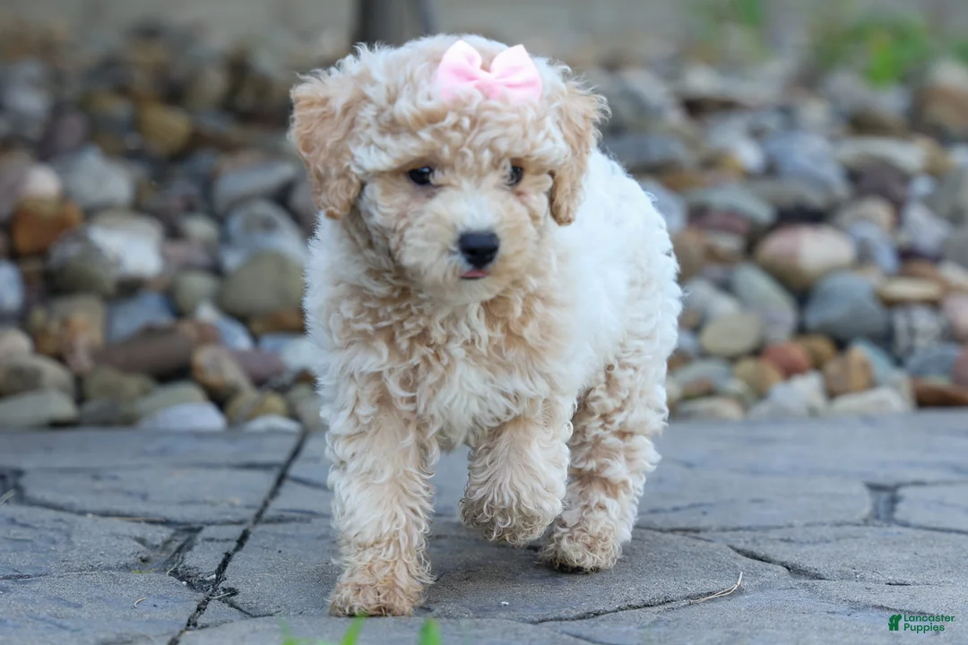 Bichpoo dogs for sale: 🐾 Olive 🐾 - Ad 1