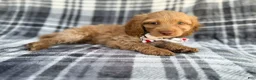 Cockapoo dogs for sale: Trout - Ad 1