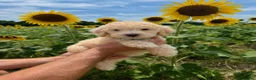 Goldendoodle dogs for sale: Miller  - Ad 5