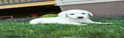 Maremma Sheepdog dogs for sale: Evie - Ad 3