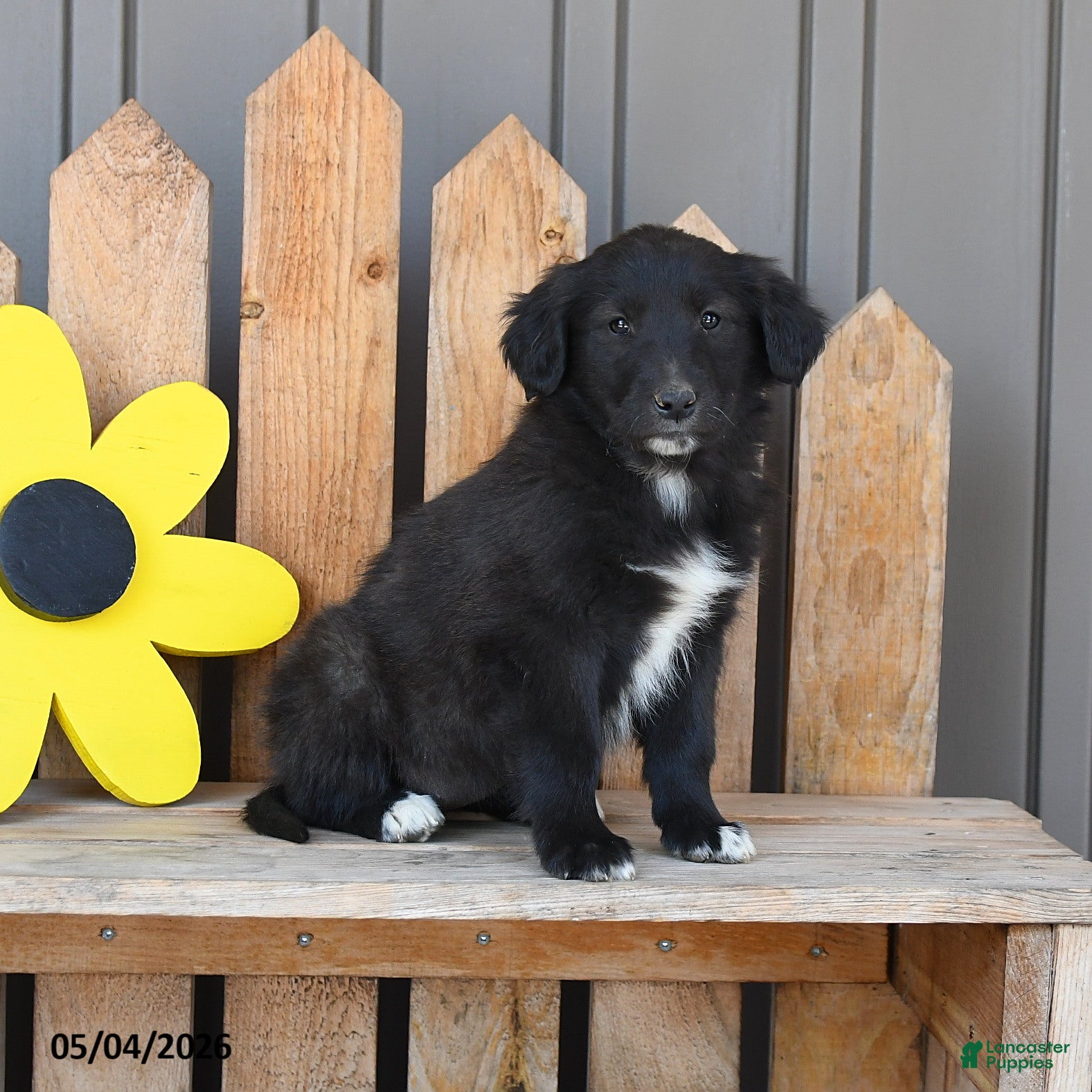 Mixed Breed dogs Gladys - Ad 1
