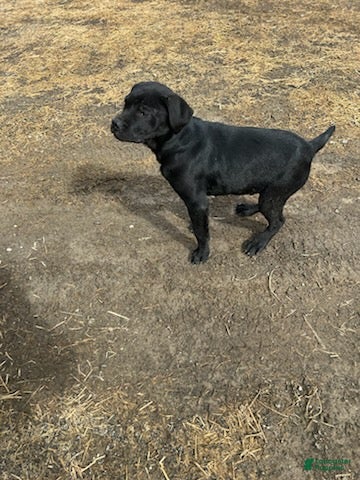 Mixed Breed dogs Larry - Ad 2