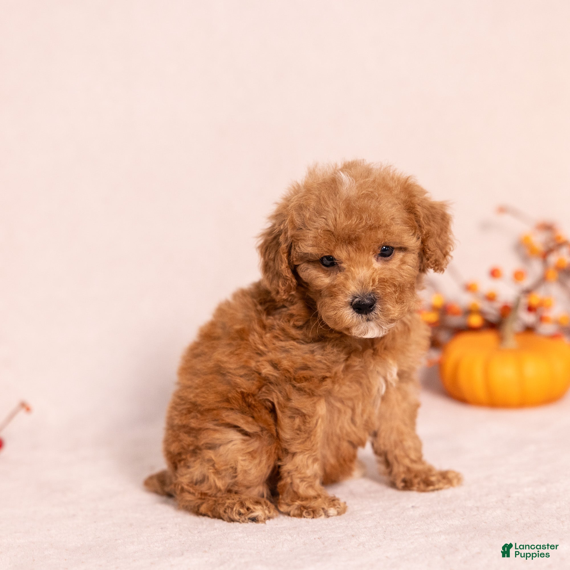 Miniature Poodle dogs for sale: Olivia - Ad 2