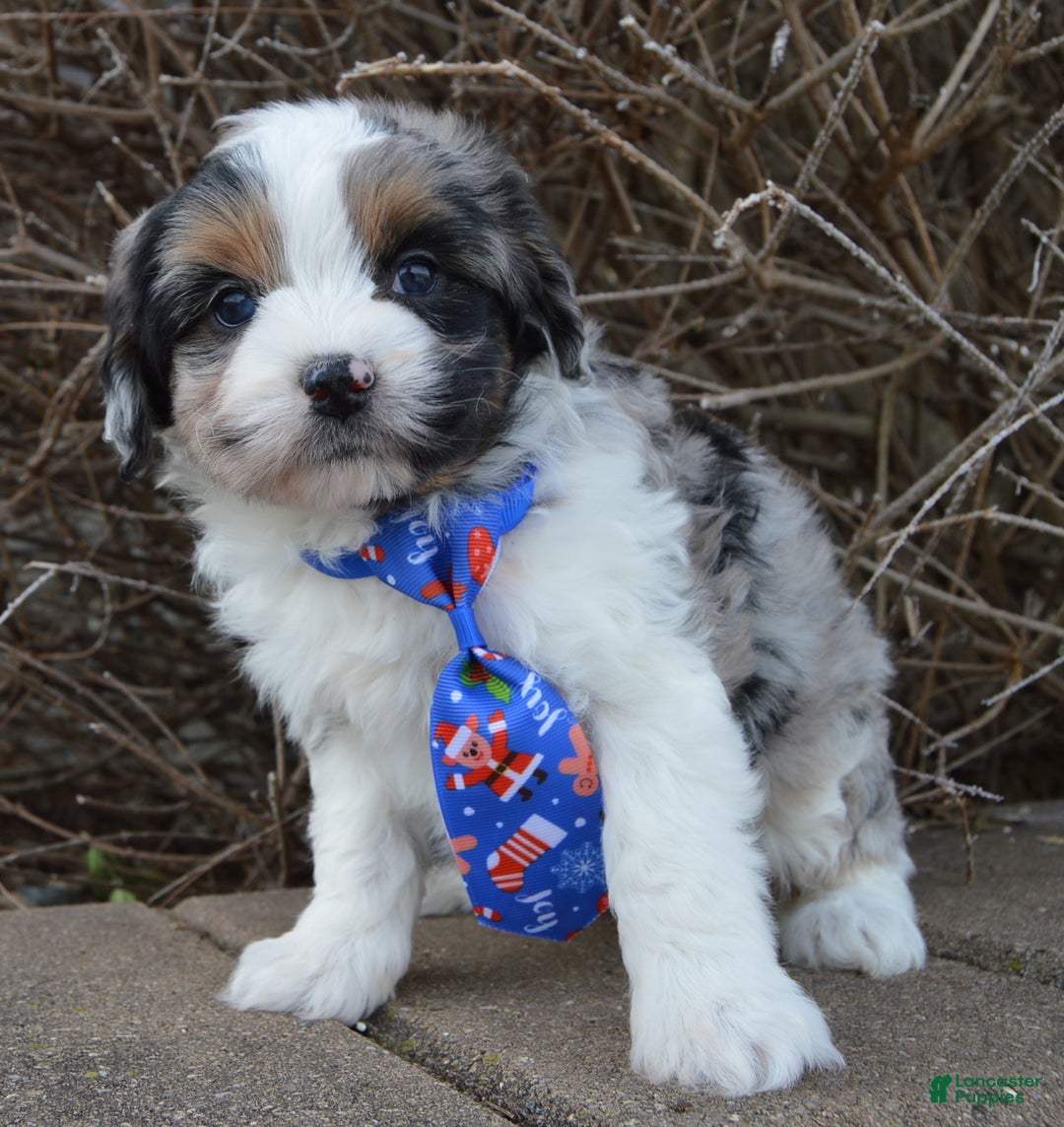 Mini Aussiedoodle dogs for sale: Toy Ace - Ad 6