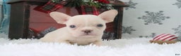 French Bulldog dogs for sale: Tyler - Ad 1