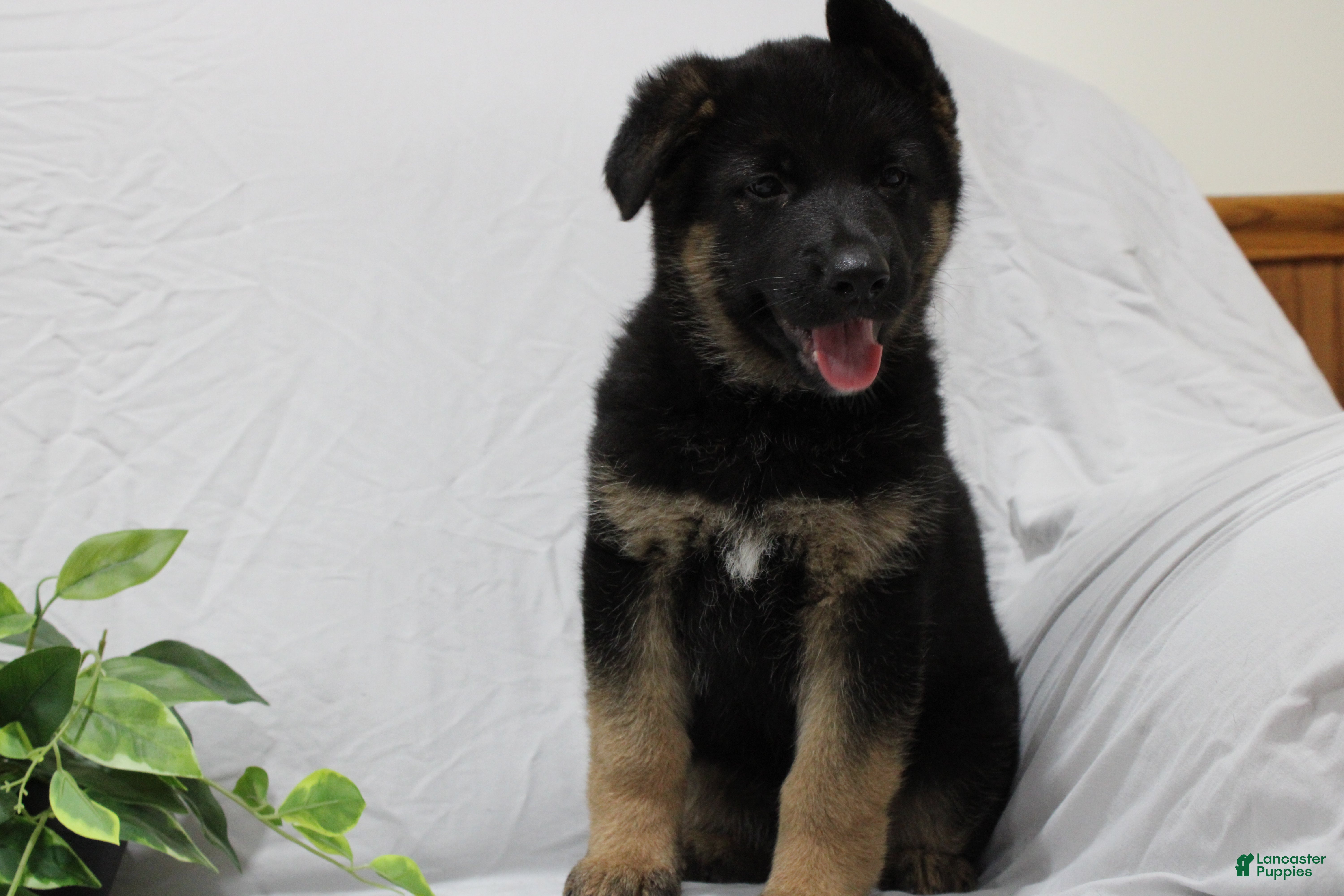 German Shepherd dogs Elsa  - Ad 1