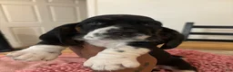 Basset Hound dogs for sale: Basset Hound 3 - Ad 4
