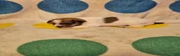Chihuahua dogs for sale: Buddy - Ad 13