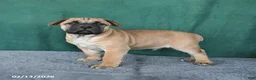 South African Boerboels dogs for sale: Archer - Ad 3