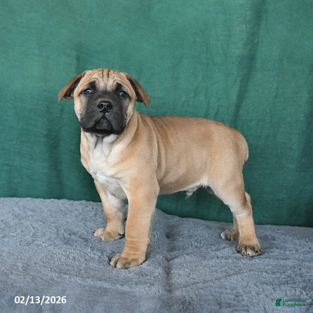 South African Boerboels dogs for sale: Archer - Ad 3