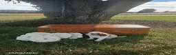 Cavapoo dogs for sale: Aspen - Ad 4