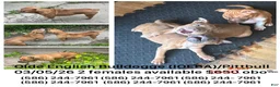 Mixed Breed dogs for sale: Mixed Breed 1 - Ad 7