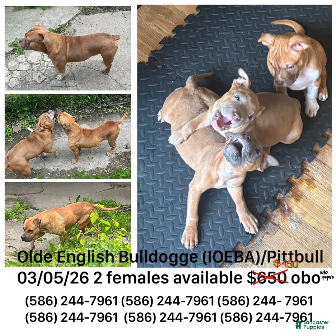 Mixed Breed dogs for sale: Mixed Breed 1 - Ad 7