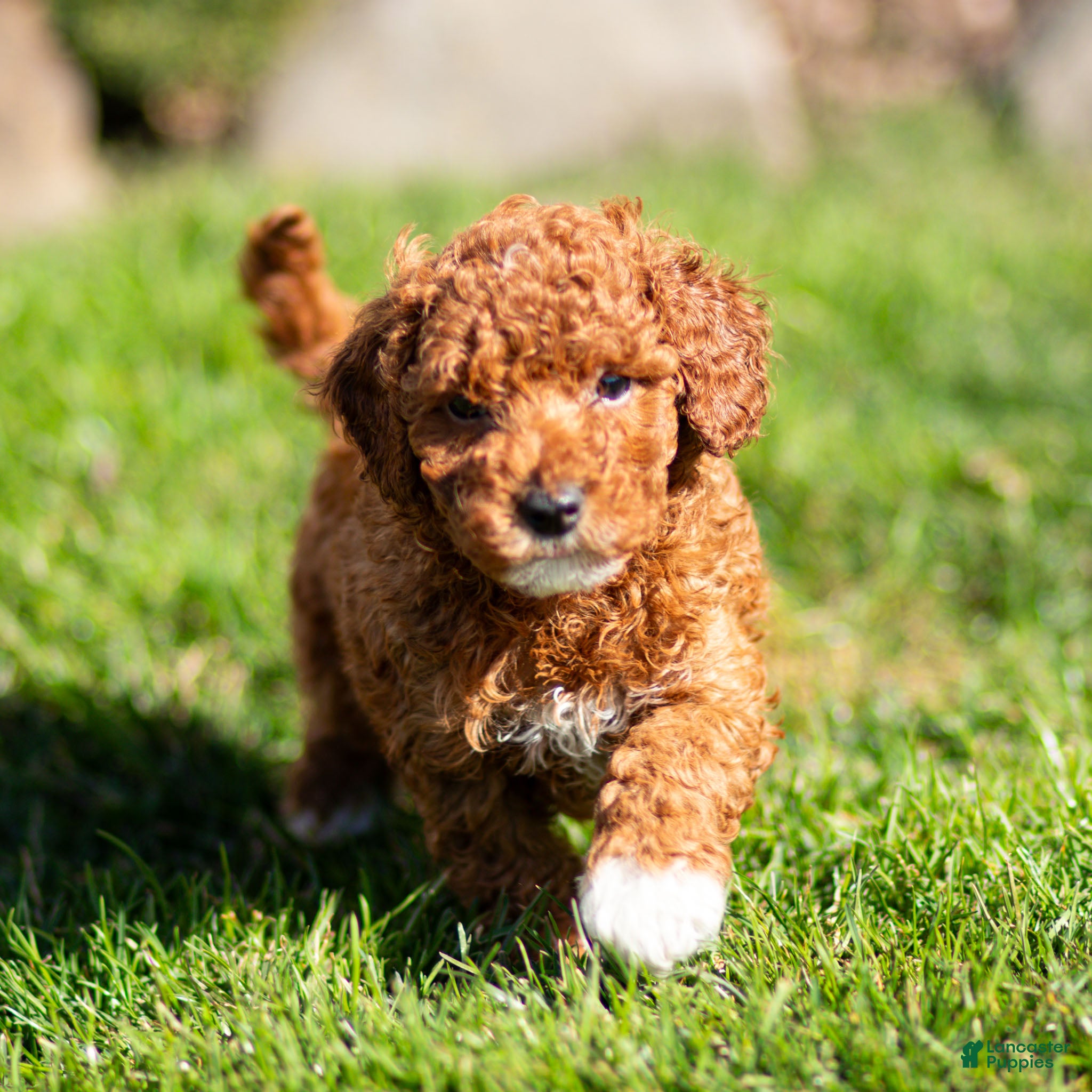 Standard Poodle dogs Baxter Poodle Puppy  - Ad 1