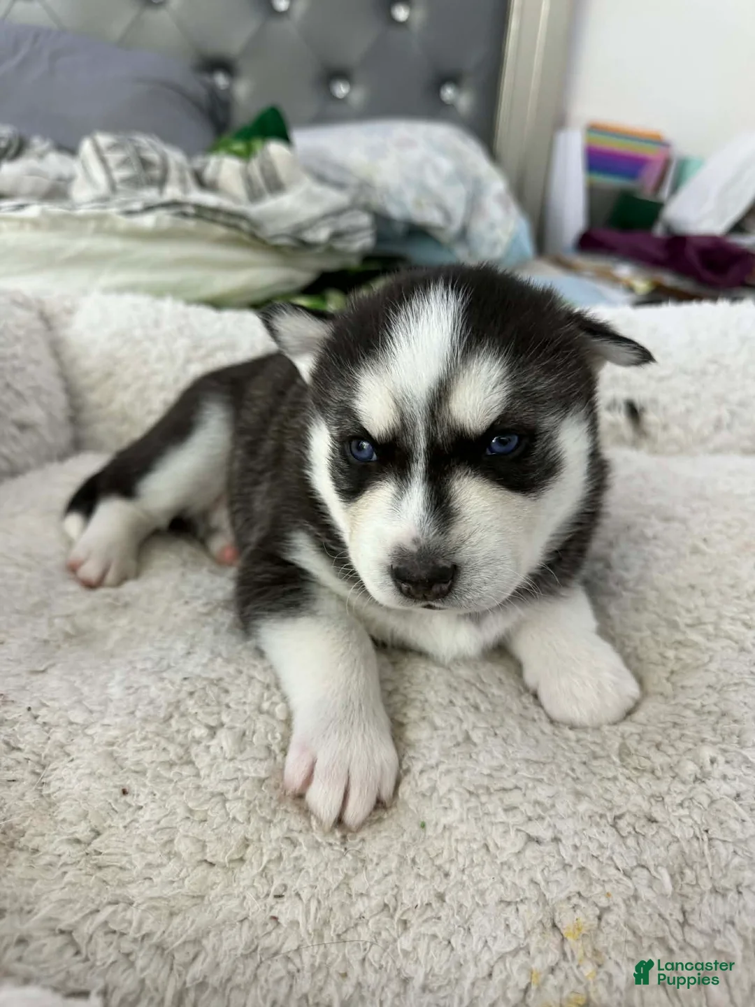 Siberian Husky dogs for sale: Maya - Ad 3