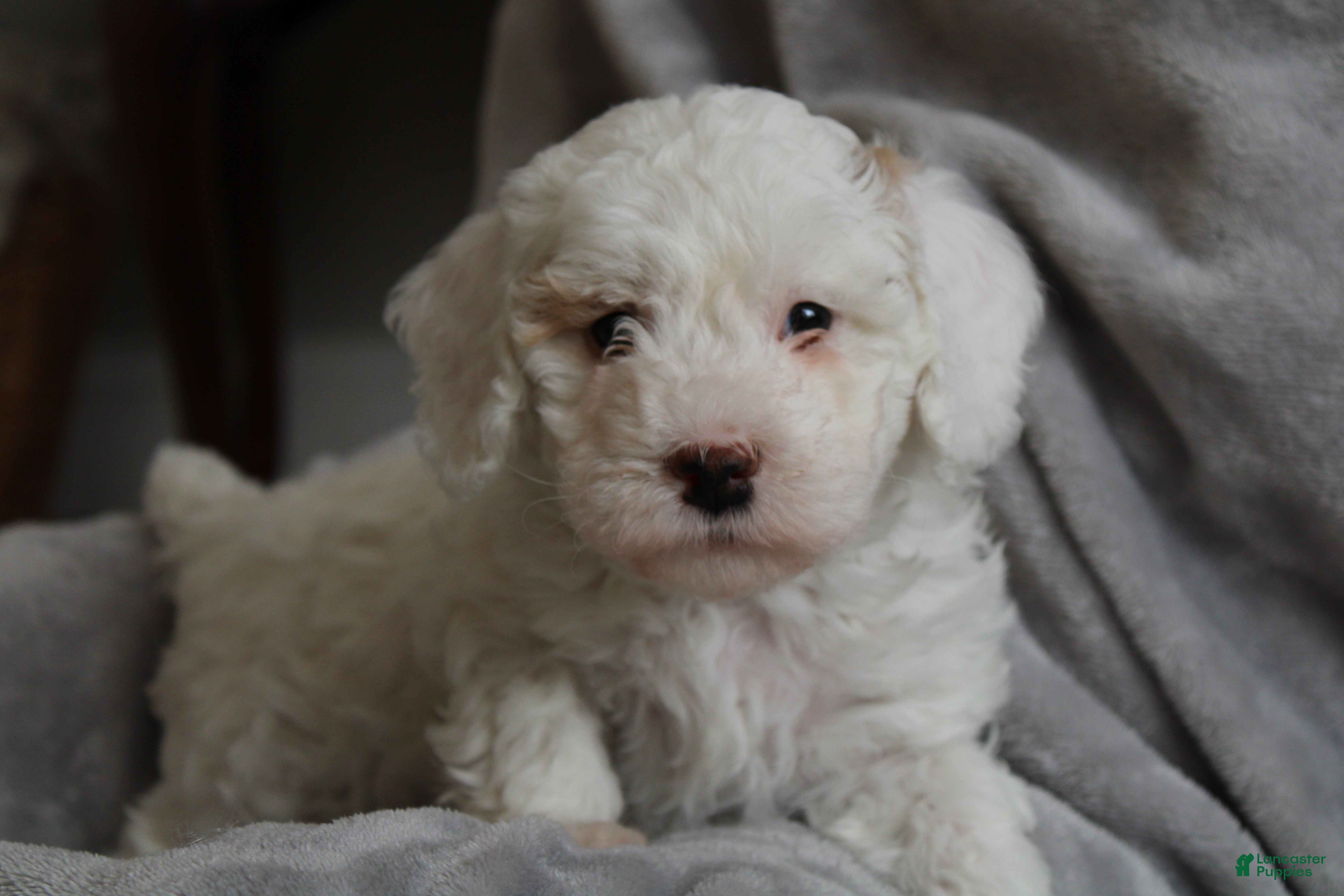 Cavapoo dogs Tundra - Ad 12