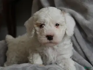Cavapoo dogs Tundra - Ad 12