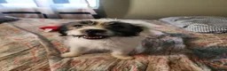 Mixed Breed dogs for sale: Jack  - Ad 3