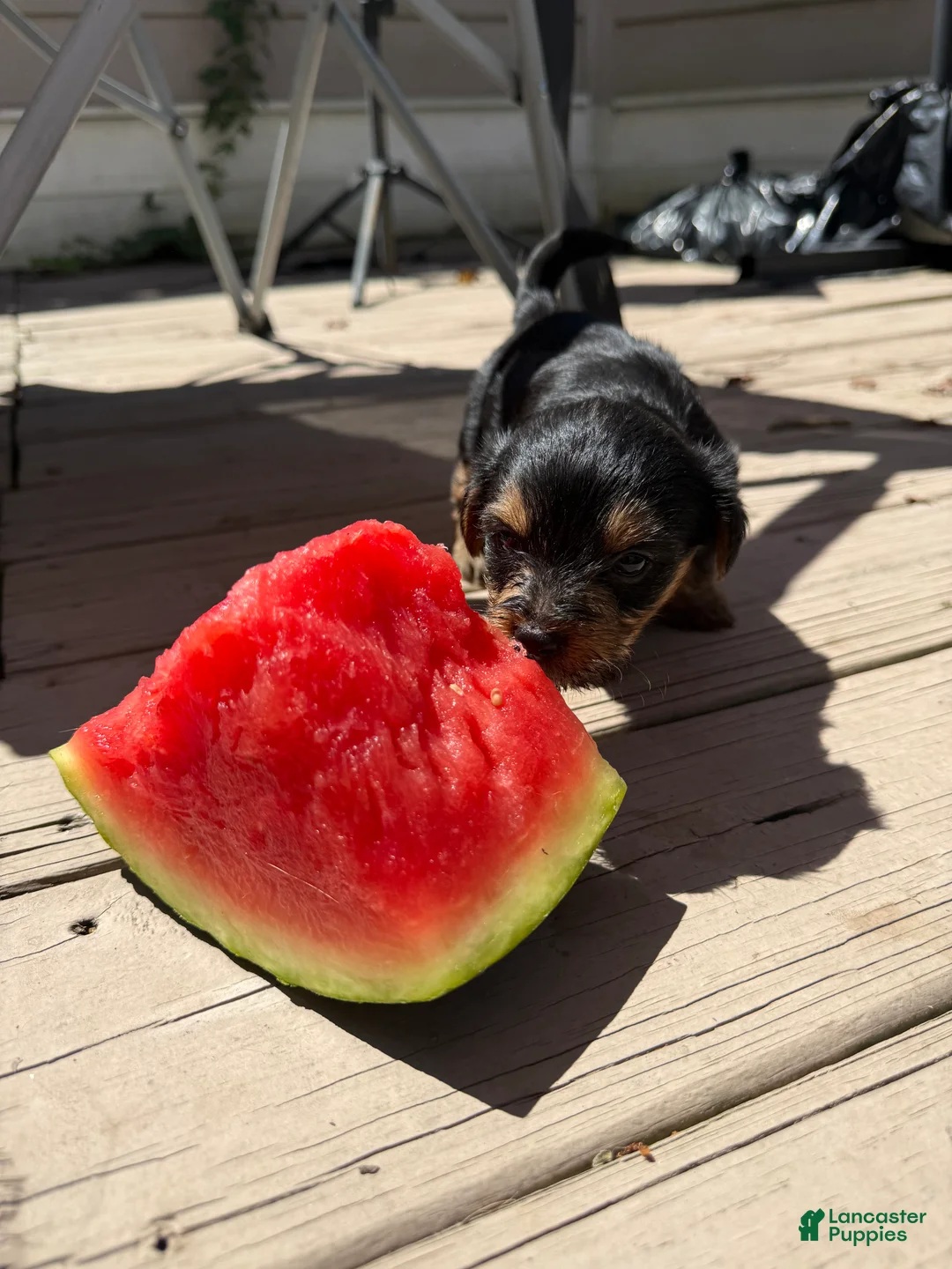 Yorkiepoo dogs for sale: Sunflower  - Ad 2