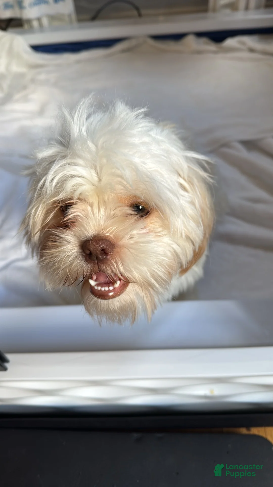 Shih Tzu dogs for sale: Bella  - Ad 7