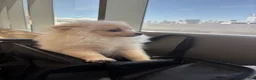 Pomeranian dogs for sale: Joey - Ad 4