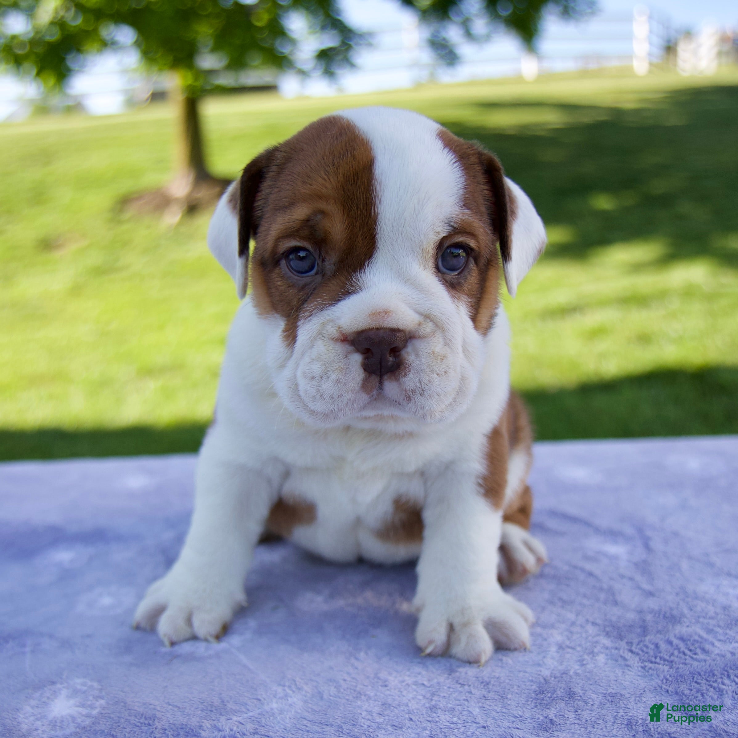 Beabull dogs for sale: Josephine - Ad 6