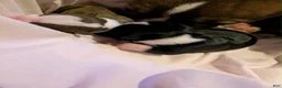 Boston Terrier dogs for sale: Boston Terrier 1 - Ad 12