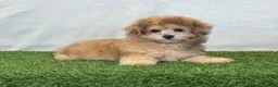 Bichpoo dogs for sale: Kona - Ad 12