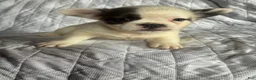 French Bulldog dogs for sale: French Bulldog Puppy 1 (fluffy) - Ad 9