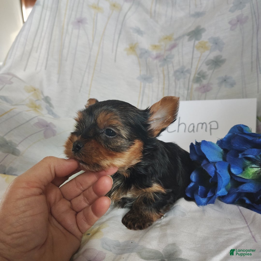 Yorkshire Terrier dogs for sale: Champ - Ad 4