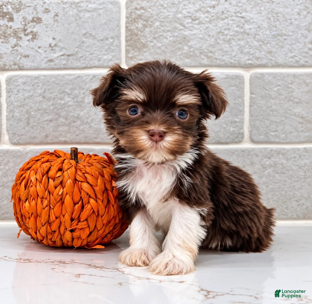 Havanese dogs for sale: Mischief - Ad 1