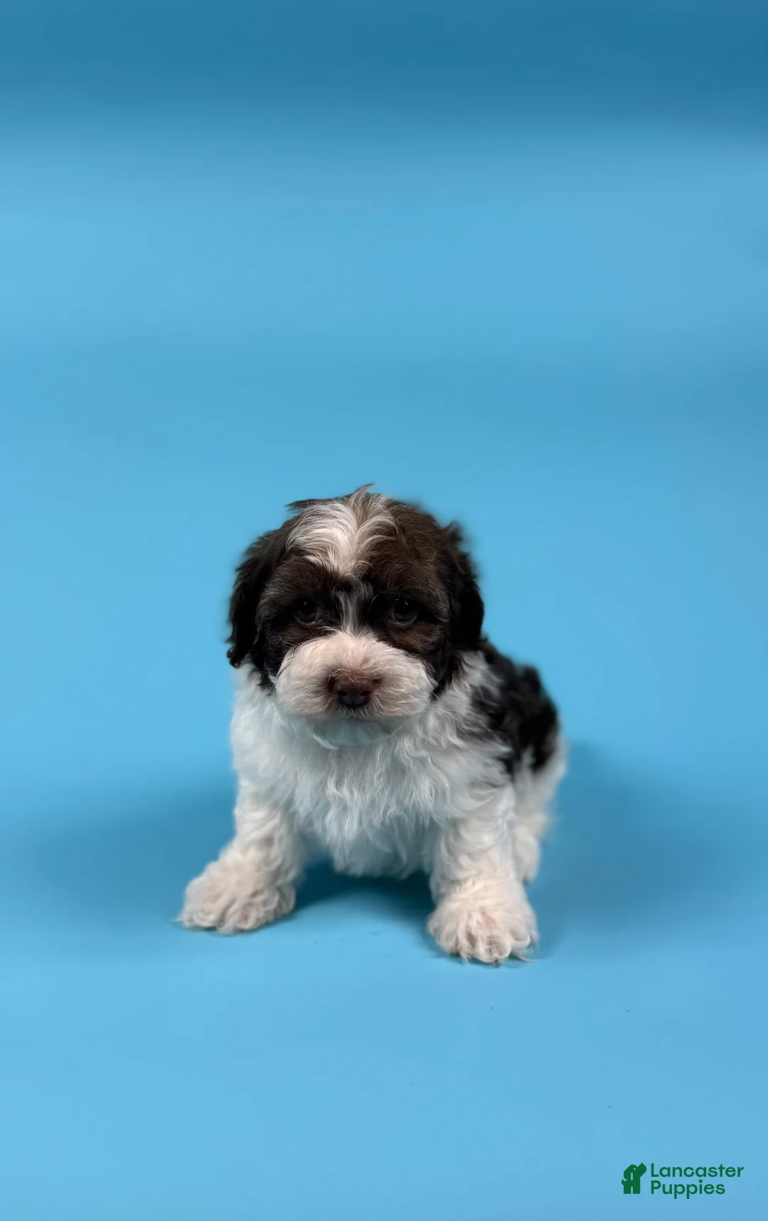 Havanese dogs for sale: YATES - Ad 2