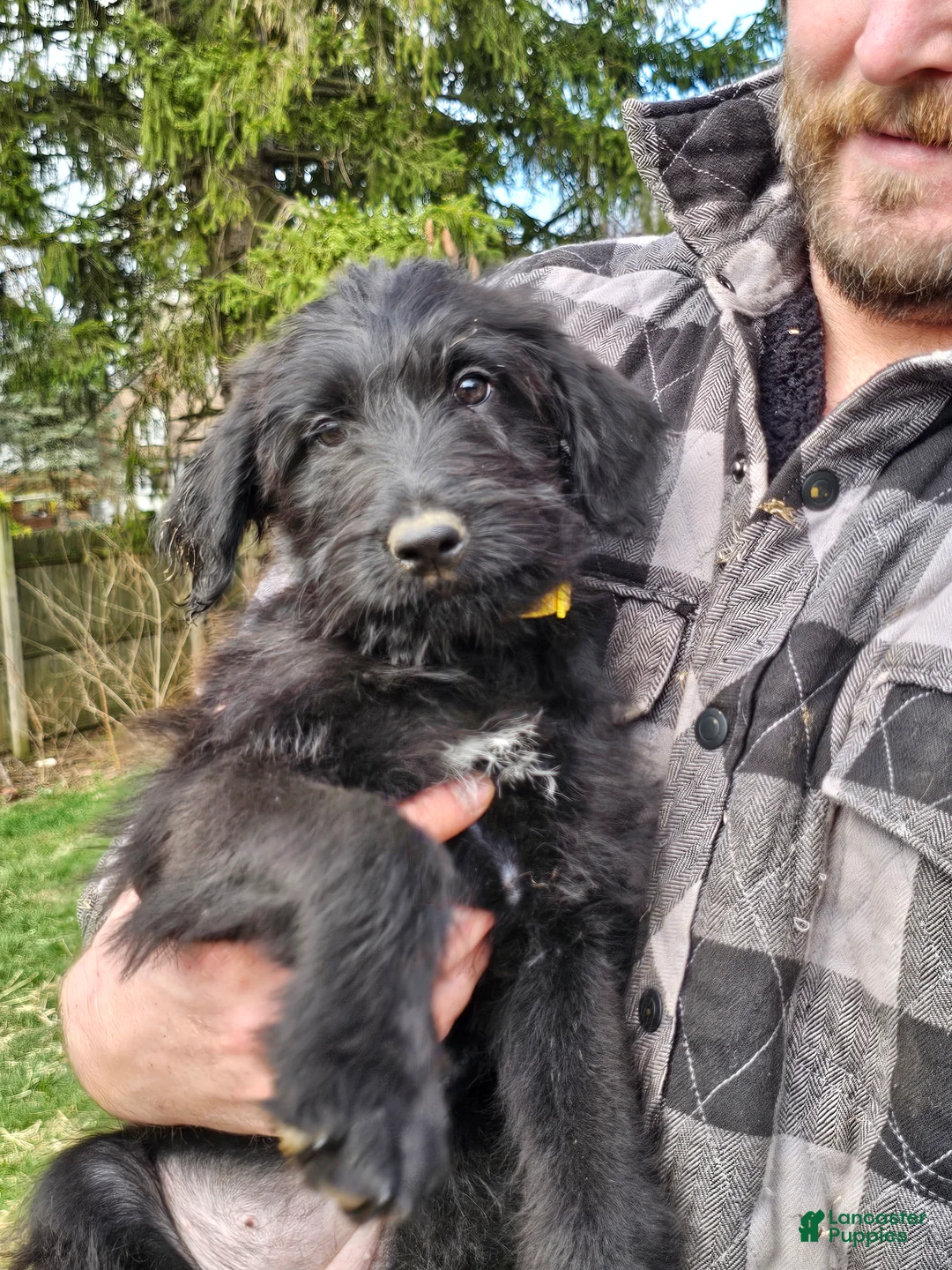 Mixed Breed dogs for sale: Rosalina - Ad 1